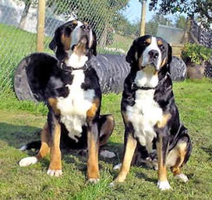 greater-swiss-mountain-dog-0007