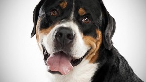 greater-swiss-mountain-dog_02_lg