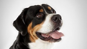 greater-swiss-mountain-dog_05_lg