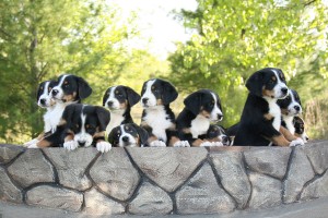 greater-swiss-mountain-dogs-wallpaper