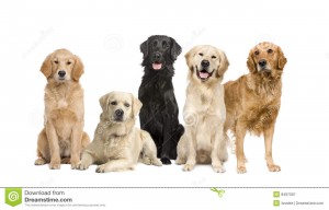 http://www.dreamstime.com/royalty-free-stock-photography-group-5-golden-retriever-labrador-facing-th-image8497097