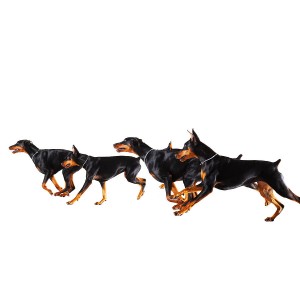 group-of-dobermans-running-against-white-background-thomas-northcut