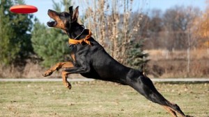 gty_doberman_nt_120419_wb