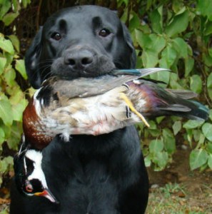 hunting-black-labrador-retriever