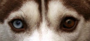 husky-eye.img_assist_custom-600x274