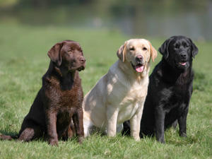 labrador-retriever (1)