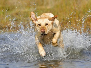 labrador-retriever-dog-wallpaper-widescreen