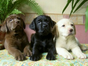 labrador-retrievers-2