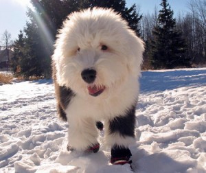 mika-the-old-english-sheepdog-7_51941_2011-01-13_w450