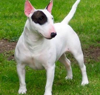 miniature-bull-terrier-4