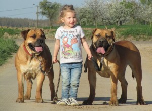 misconceptions-about-boerboels