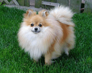 pomeranian