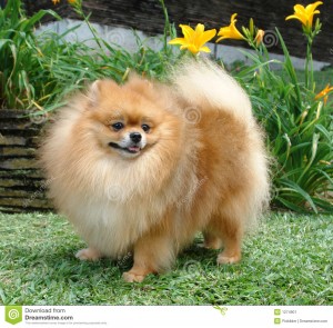 http://www.dreamstime.com/stock-image-pomeranian-spitz-image1274901