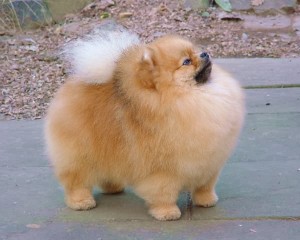 pomeranian-temperament