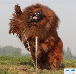 red_tibetan_mastiff_201123201610765778016