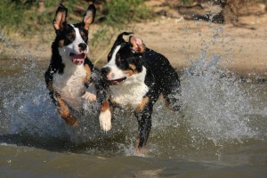 running-greater-swiss-mountain-dogs-photo