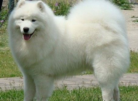 samoyed_snow