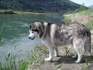 siberian-husky-dog-at-the-bank-photo