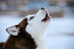 siberian-husky-howl