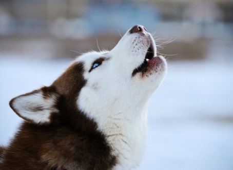 siberian-husky-howl