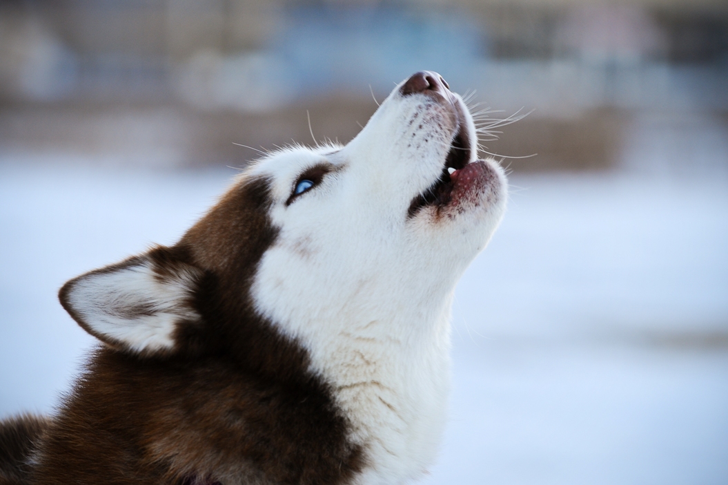 Siberian Husky – Chó Tuyết | Nai Pet