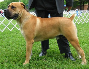 south_african_boerboel_e