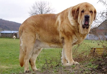 spanish_mastiff