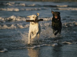 toft-roy-a-chocolate-labrador-retriever-chases-after-a-stick-carrying-yellow-labrador-retriver