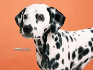 [wallcoo_com]_Dalmatian_1EA39011