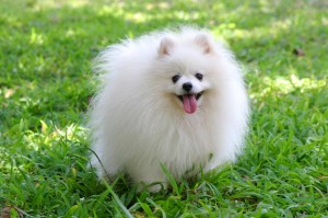 white-pomeranian-puppy-pictures