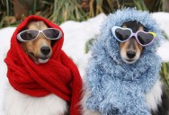 winter-dogs