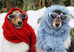 winter-dogs