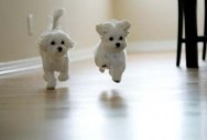 51-cute-dog-jumping1