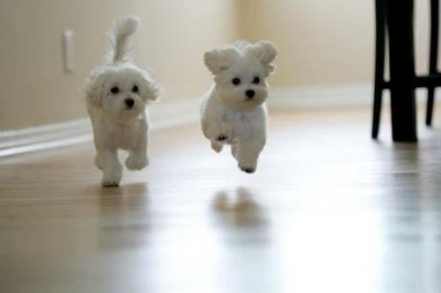 51-cute-dog-jumping1