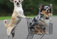 89-dogs-shopping-trol_2003590i