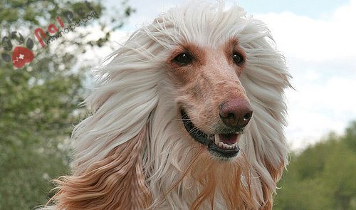 Afghan-Hound-ve-dep-kieu-sa-