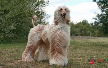 Afghan-Hound-ve-dep-kieu-sa-1