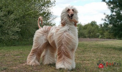 Afghan-Hound-ve-dep-kieu-sa-1