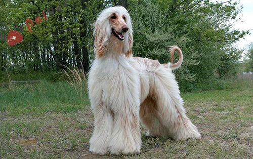 Afghan-Hound-ve-dep-kieu-sa-2