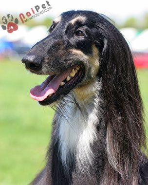 Afghan-Hound-ve-dep-kieu-sa-3