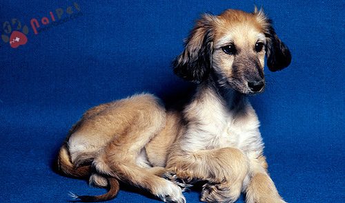 Afghan-Hound-ve-dep-kieu-sa-4