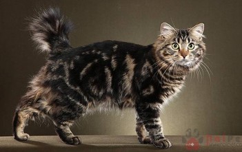 American-Bobtail-meo-my-duoi-coc-3