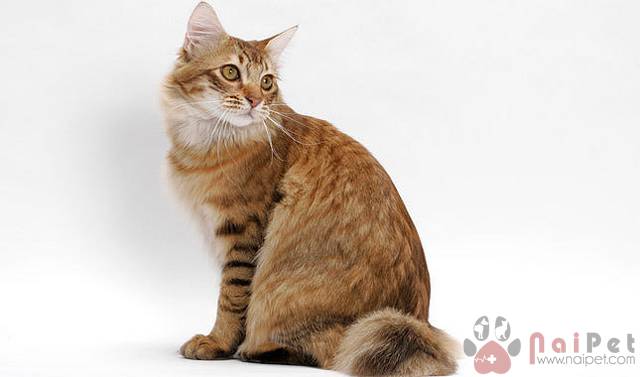 American-Bobtail-meo-my-duoi-coc