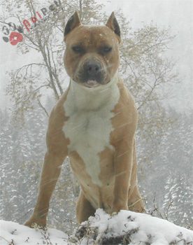 American-Pit-Bull-Terrier-1