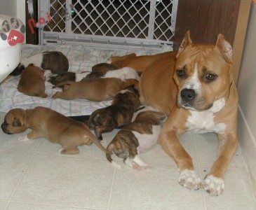 American-Pit-Bull-Terrier-2