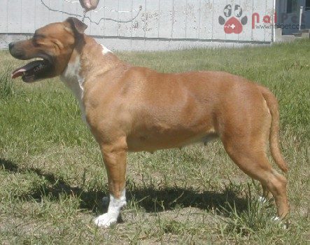 American-Pit-Bull-Terrier-3