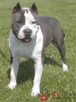 American-Pit-Bull-Terrier-4