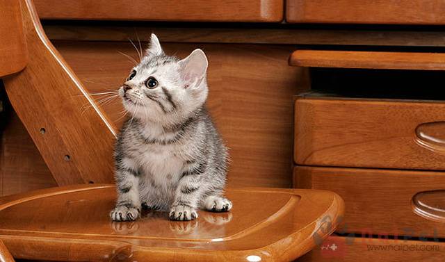 American-Shorthair-meo-my-long-ngan-1