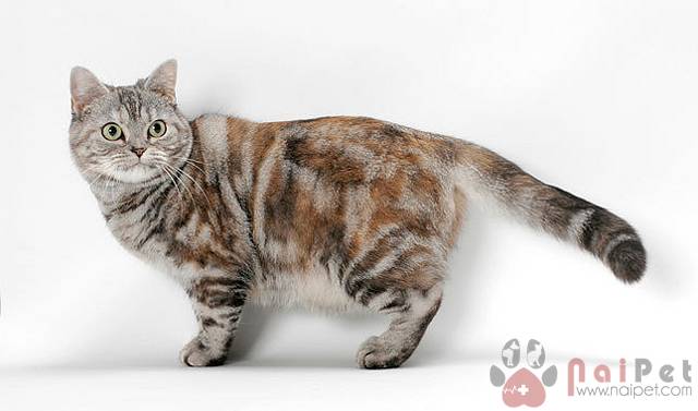 American-Shorthair-meo-my-long-ngan-2