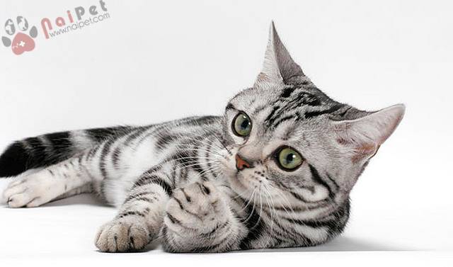 American-Shorthair-meo-my-long-ngan-4